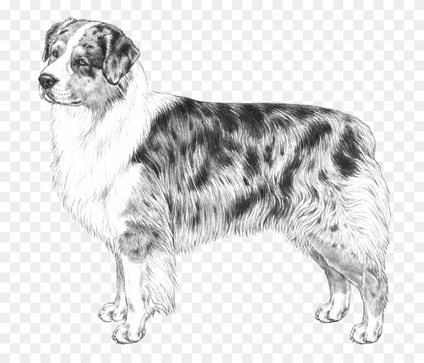713x659 Australian Shepherd, Dog, Pet, Canine HD PNG Download