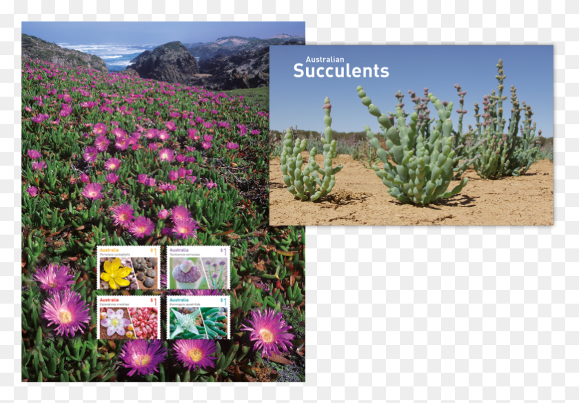 782x526 Australian Succulents Stamp Pack Dorotheanthus Bellidiformis, Plant, Pineapple, Fruit HD PNG Download