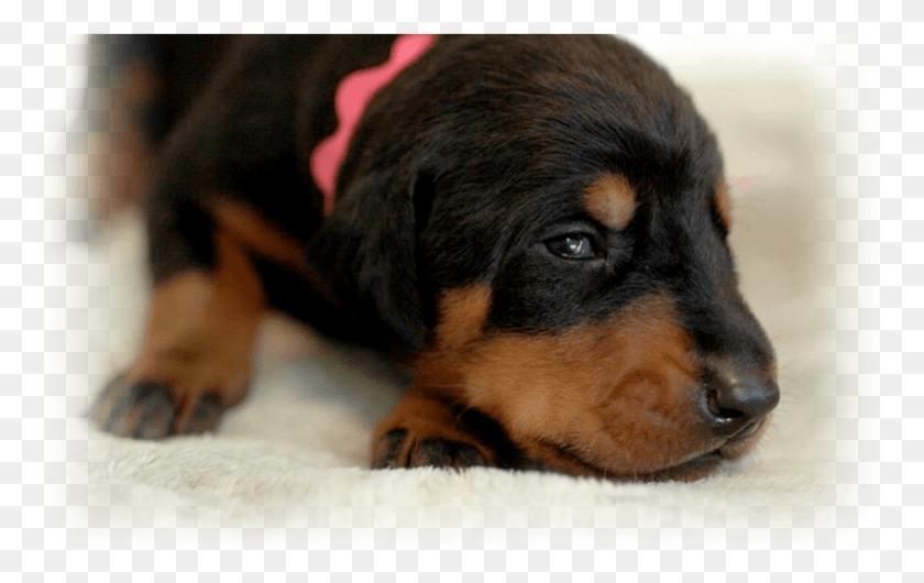 939x567 Austrian Black And Tan Hound, Dog, Pet, Canine HD PNG Download