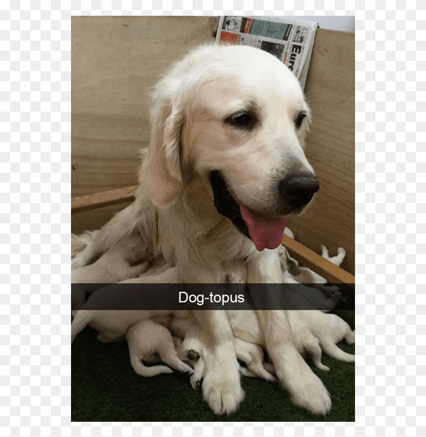 561x801 Author Cleanmemesposted On March 25 2019 February Dogs Are Too Good For This World, Golden Retriever, Dog, Pet HD PNG Download