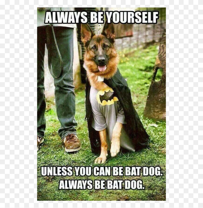 535x801 Author Cleanmemesposted On March 28 2019 February German Shepherd Batman Costume, Dog, Pet, Canine HD PNG Download