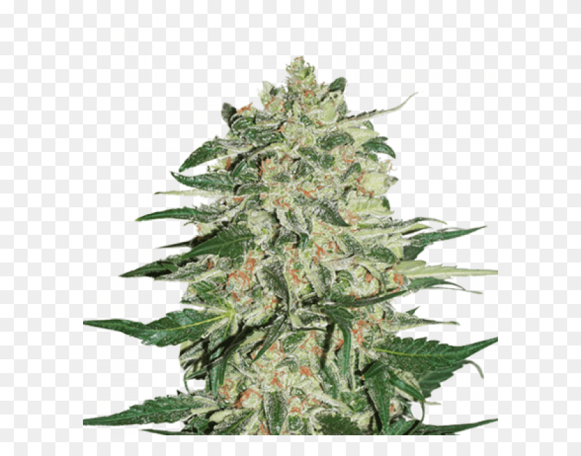 600x600 Auto Flower Seeds, Plant, Weed, Christmas Tree HD PNG Download