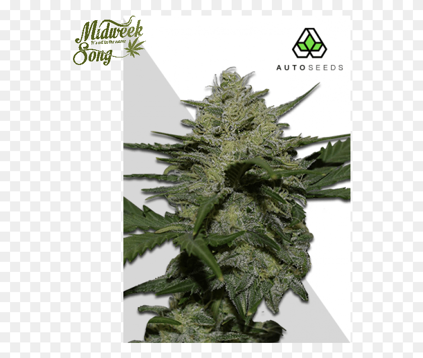 552x651 Auto Seeds Girl Scout Cookies Auto Cannabis Seeds Girl Scout Cookies, Plant, Hemp, Weed HD PNG Download