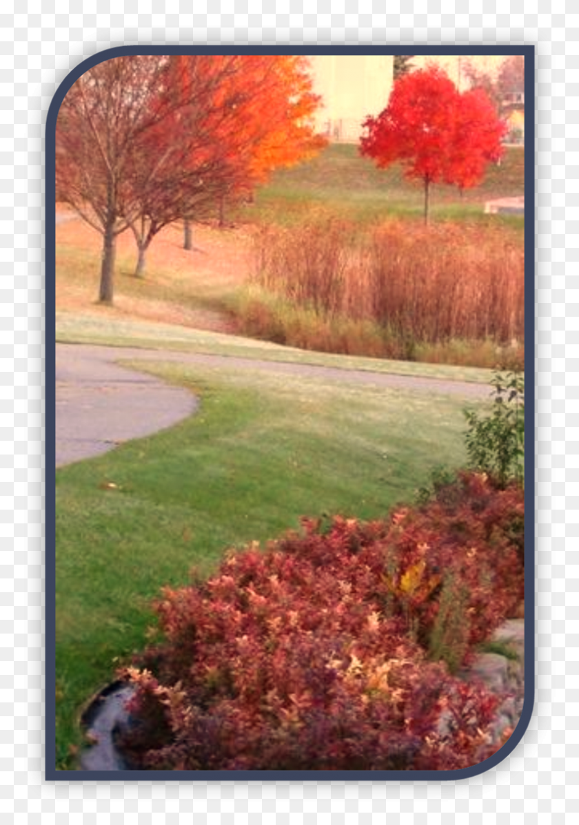 790x1153 Autumn, Plant, Outdoors, Grass HD PNG Download