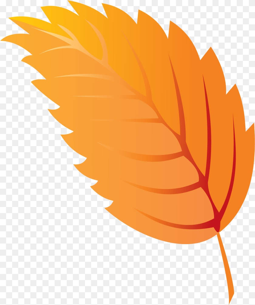Autumn, Leaf, Plant, Tree, Maple Leaf PNG