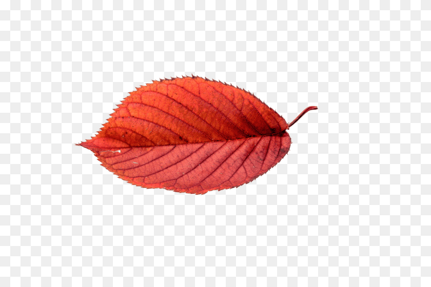 1280x853 Autumn Beech Leaf, Plant, Tree PNG