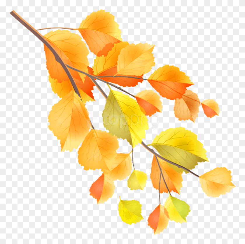 844x840 Осенняя Ветка Клипарт Фото Осенние Ветки Картинки, Лист, Растение, Цветок Hd Png Скачать