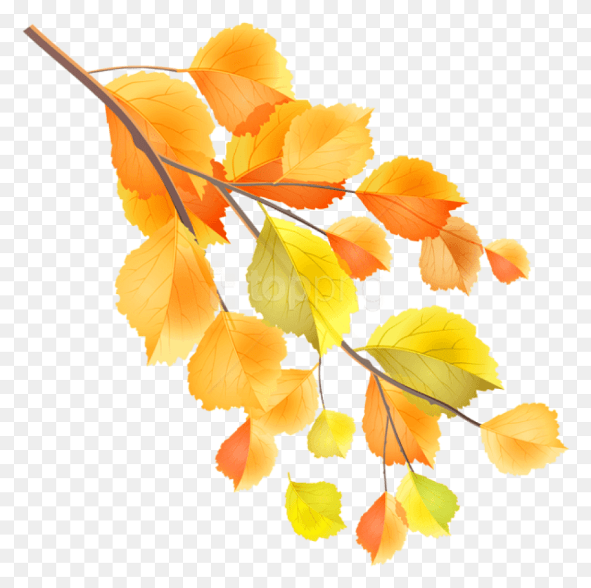 844x840 Descargar Png / Rama De Otoño Png