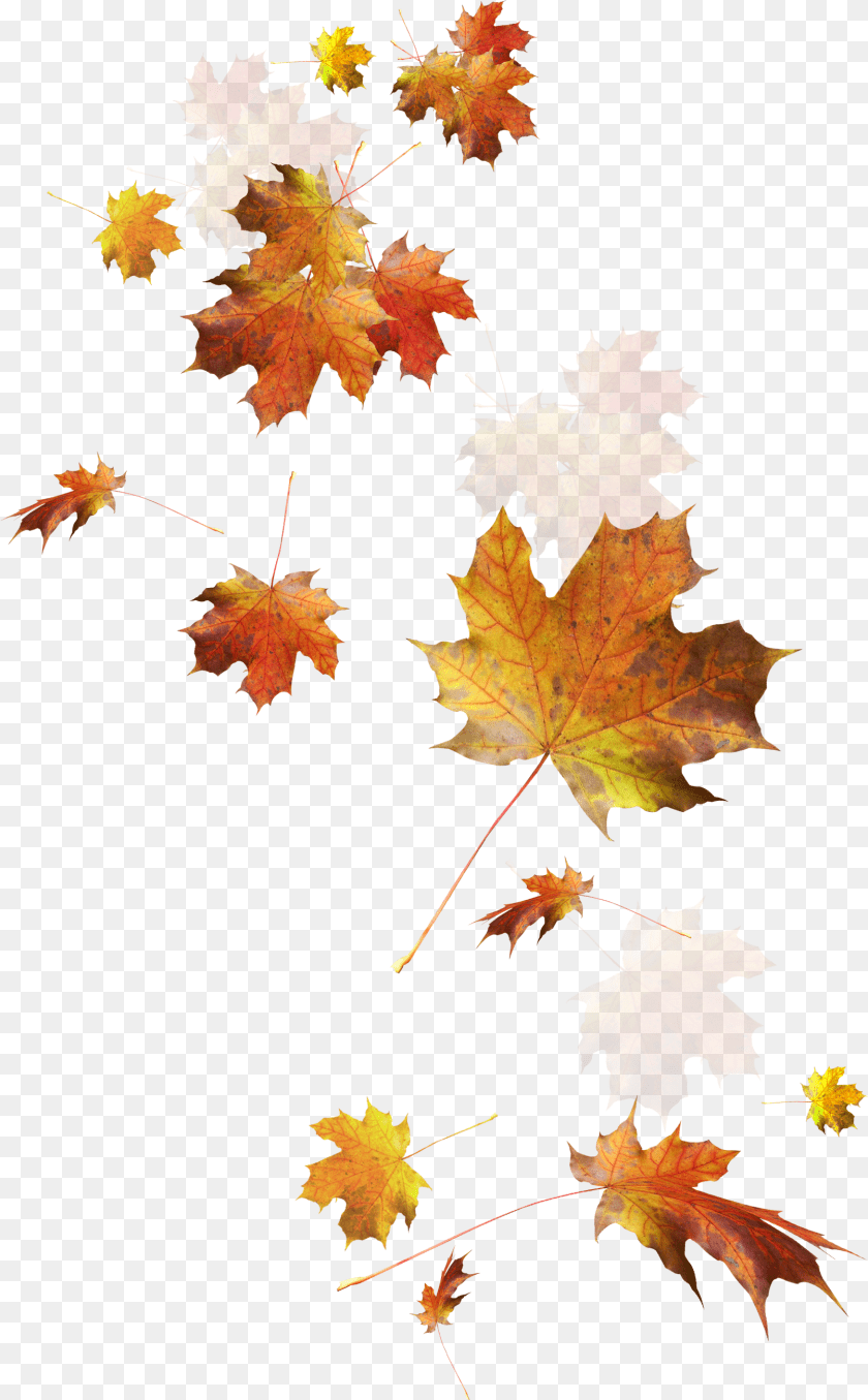 1611x2598 Autumn Color Leaves Leaf Falling Download Hd Clipart Fall Leaves Transparent Background, Maple, Plant, Tree Sticker PNG