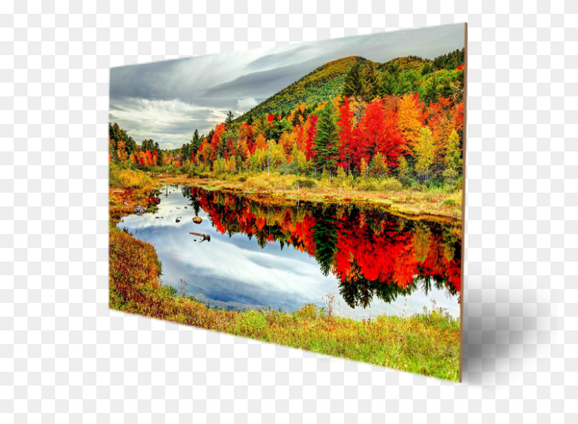 801x571 Осенняя Листва В Белых Горах Белые Горы, Дерево, Растение, Лист Hd Png Скачать
