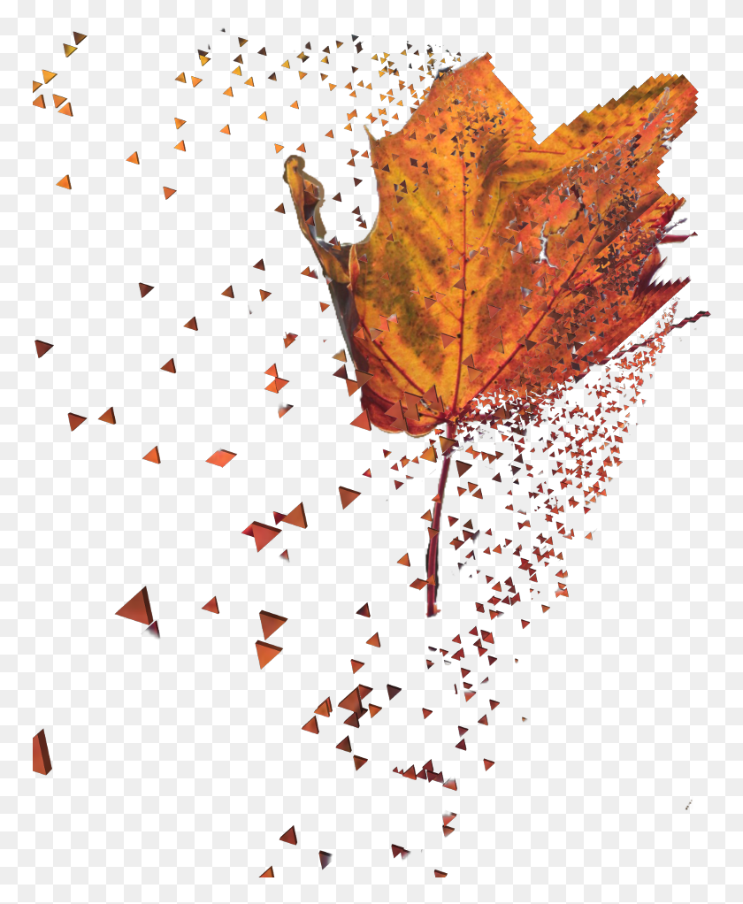 768x962 Осенний Лист Осень, Растение, Дерево, Кленовый Лист Hd Png Скачать