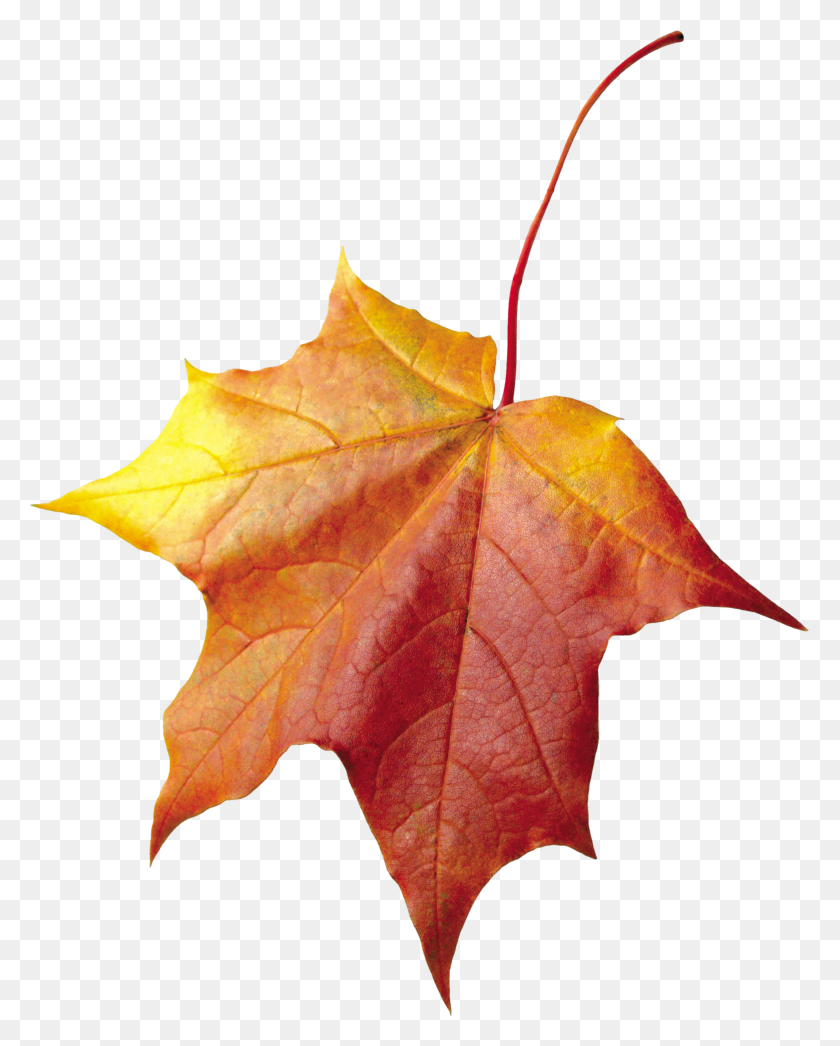 2135x2700 Осенний Лист Осенний Лист, Растение, Дерево, Клен Hd Png Скачать