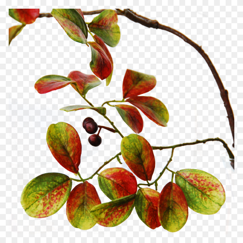 1700x1700 Autumn Leaf Color, Plant, Fruit, Food HD PNG Download
