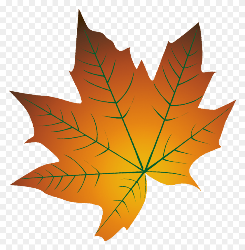 1238x1269 Autumn Leaf Color Cartoon Autumn Leaf Color, Plant, Tree, Maple Leaf HD PNG Download