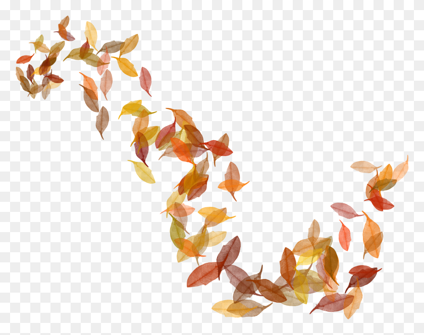 2213x1714 Цвет Осенних Листьев Осенние Листья Иллюстрация, Растение, Дерево, Кленовый Лист Hd Png Скачать