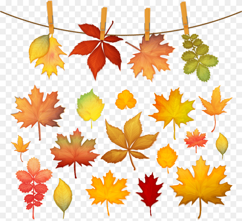 1000x916 Autumn Leaf Color Maple Leaf Autumn Leaf Color Maple, Plant, Tree, Maple Leaf Transparent PNG
