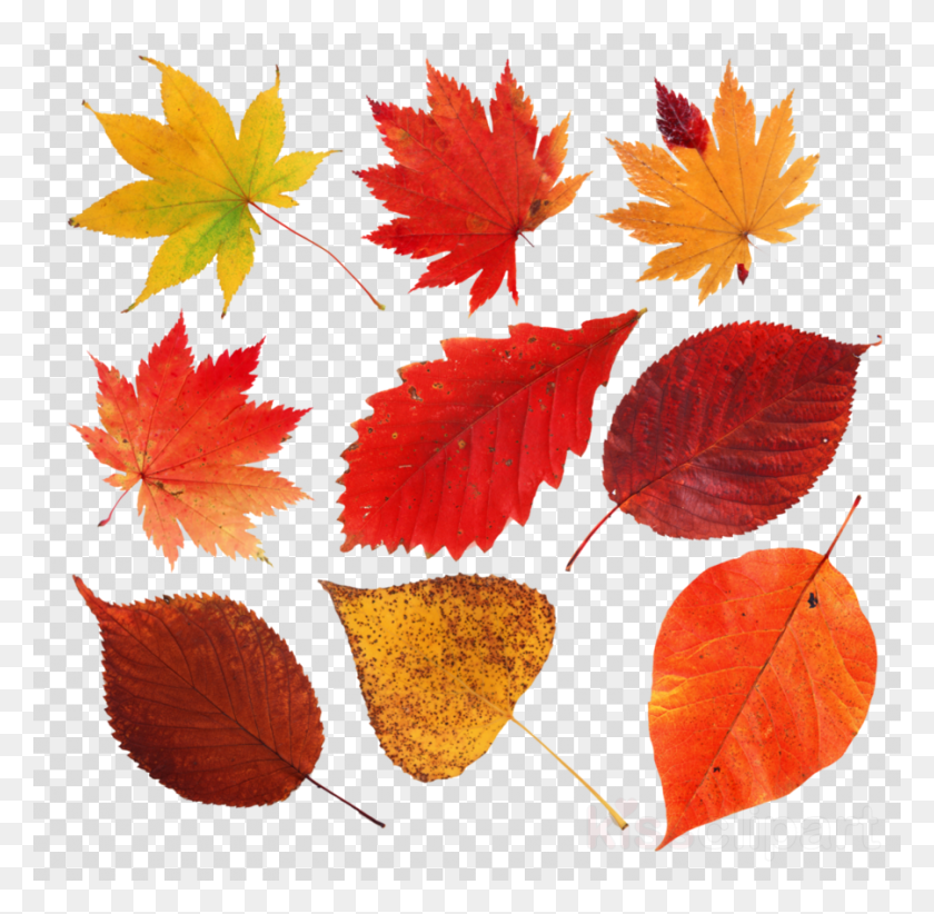 900x880 Осенний Лист Рисунок Прозрачное Изображение Клипарт Feuilles Mortes Клипарт, Растение, Дерево, Кленовый Лист Png Скачать