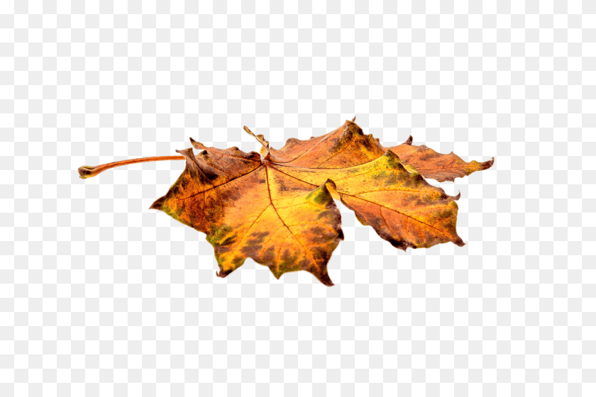 Autumn Leaf On Ground, Plant, Tree, Animal, Insect Transparent PNG