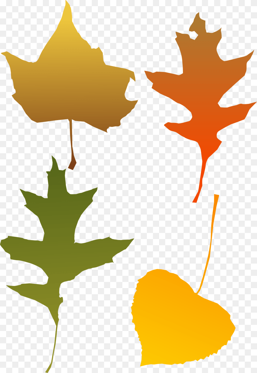 1656x2400 Autumn Leaf Selection Icons, Plant, Maple Leaf, Tree, Person Clipart PNG