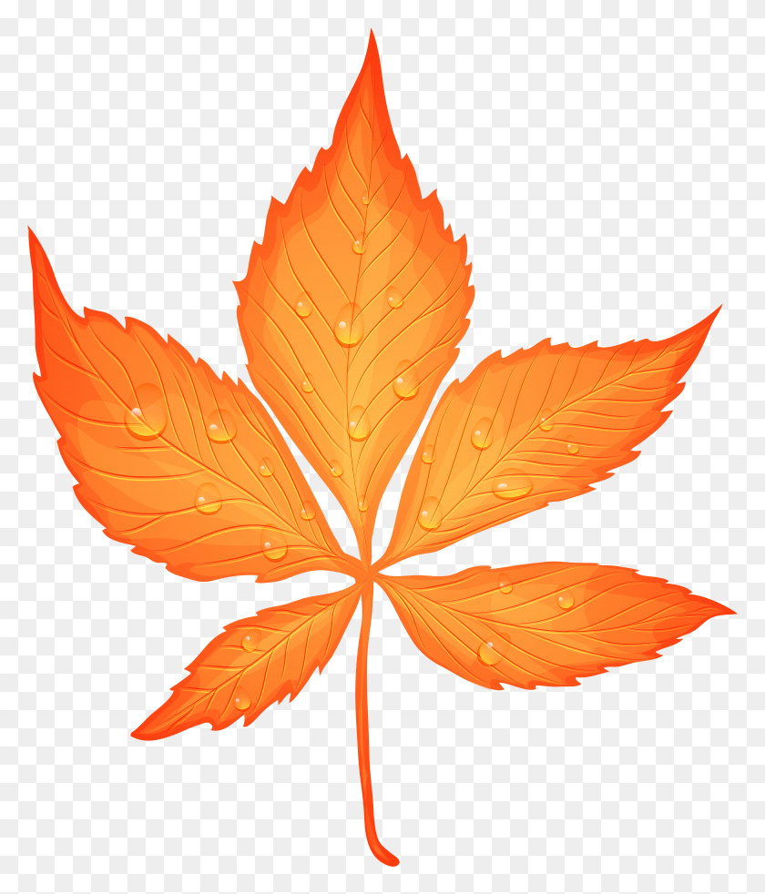 5842x6909 Осенний Лист С Каплями Росы Прозрачный Картинки Осенние Листья Hd Png Скачать