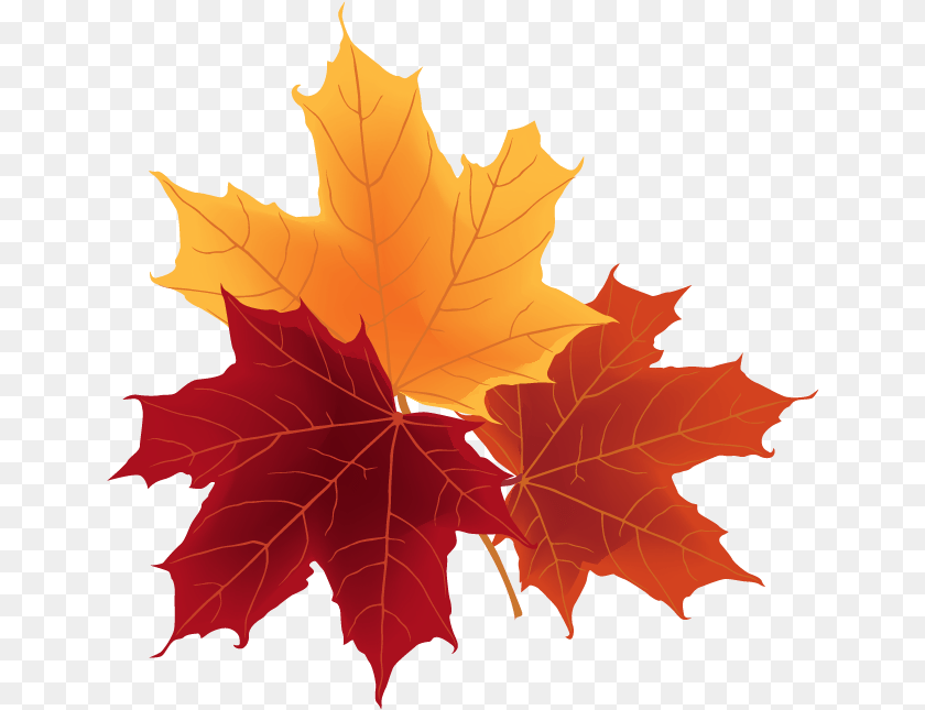 Autumn Leaves, Leaf, Plant, Tree, Maple PNG