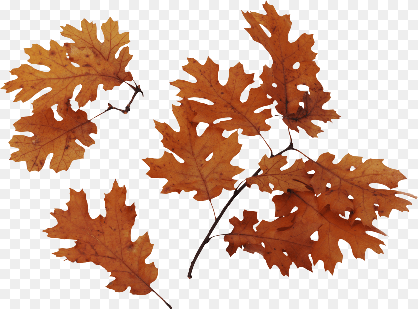 Autumn Leaves, Leaf, Plant, Tree, Maple PNG