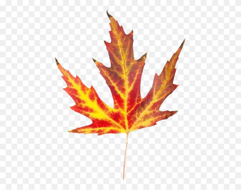 458x601 Autumn Leaves Clip Art Banners Leaves That Look Like Fire, Leaf, Plant, Tree HD PNG Download