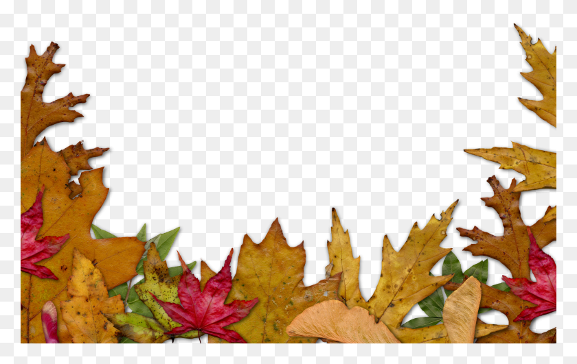 3600x2177 Autumn Leaves Clipart Corner HD PNG Download