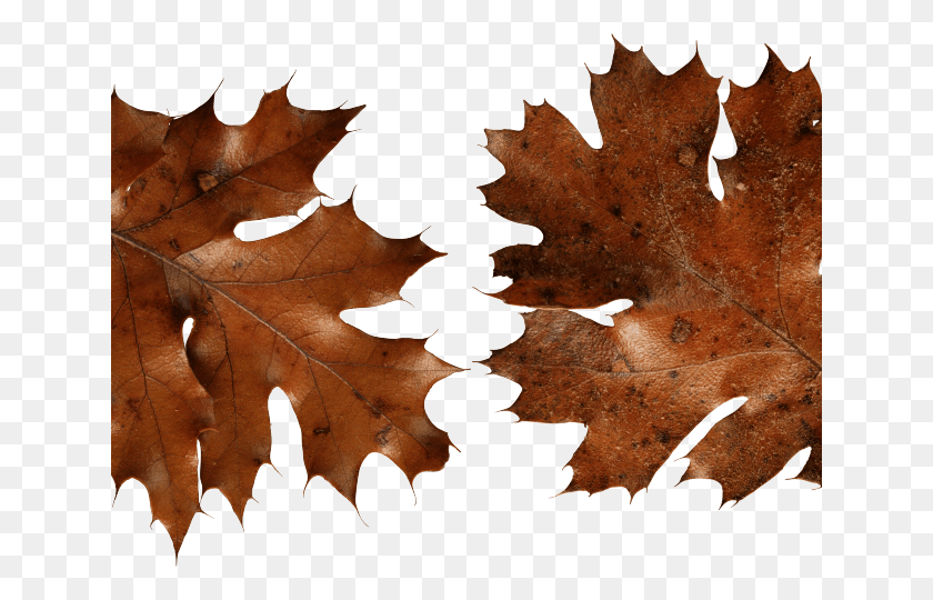640x480 Осенние Листья Клипарт Сухие Листья, Лист, Растение, Дерево Hd Png Скачать