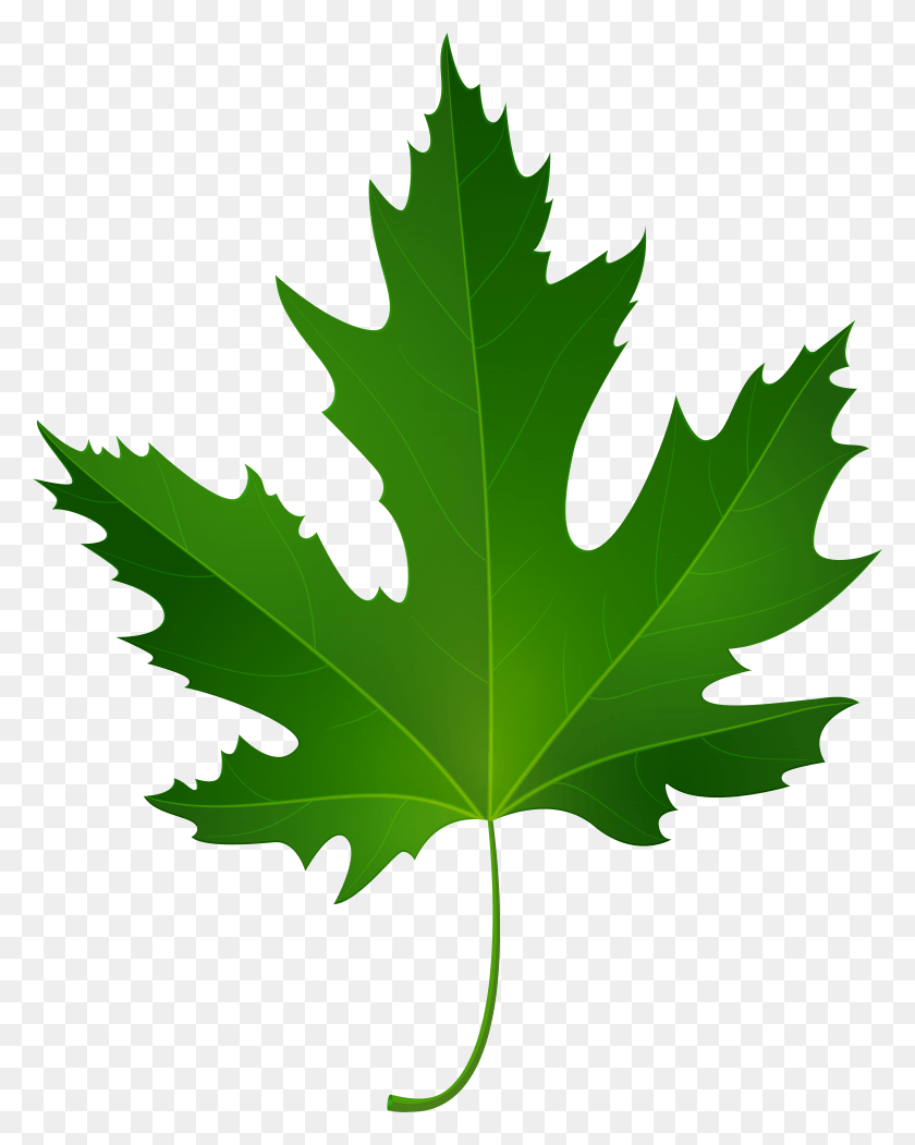 6232x7920 Осенние Листья Клипарт Зеленый, Лист, Растение, Кленовый Лист Hd Png Скачать