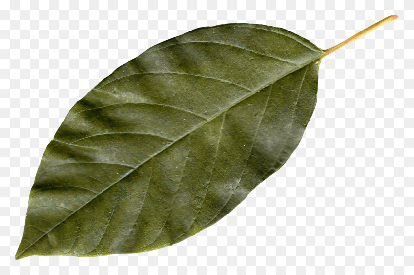 1359x870 Осенние Листья Значок Клипарт Лист, Растение, Черепаха, Рептилия Png Скачать
