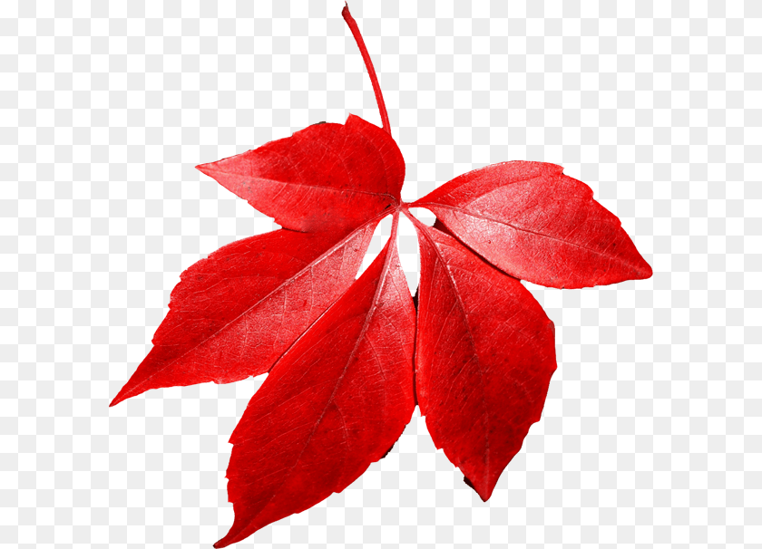 600x606 Autumn Leaves Picture Web Icons, Leaf, Plant, Tree Transparent PNG