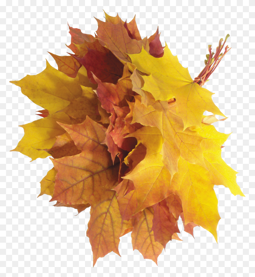 2558x2800 Autumn Leaves Pile Hoja Caduca HD PNG Download
