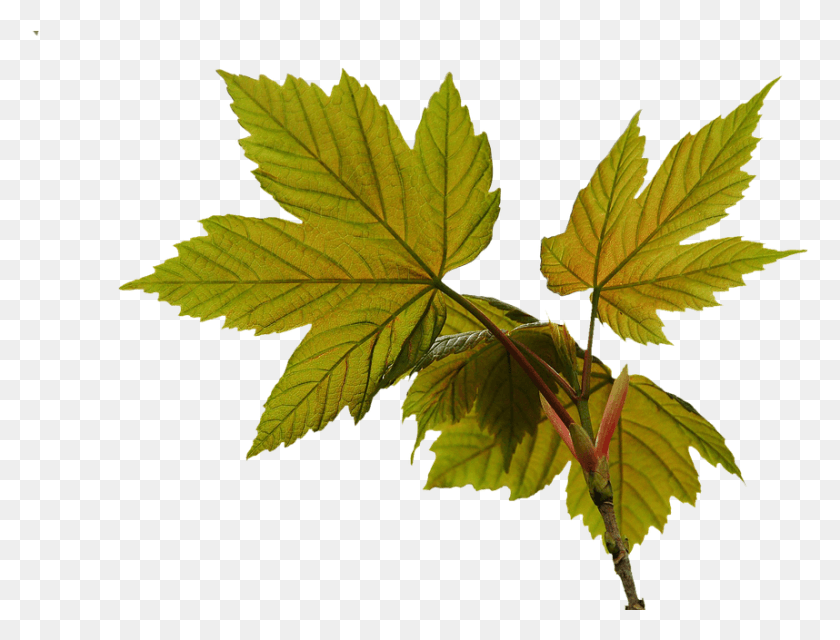 858x639 Осенние Листья Весенний Лист Кабель Кленовый Лист, Растение, Прожилки, Дерево Png Скачать