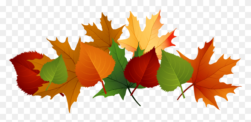 4008x1788 Autumn Leaves Transparent Image Fall Leaves Transparent Background, Leaf, Plant, Tree HD PNG Download