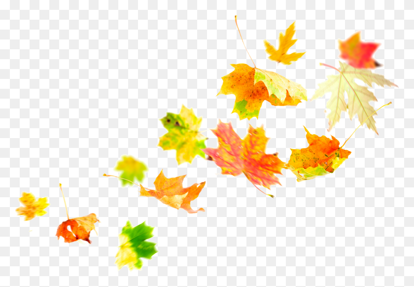 1585x1061 Autumn Leaves Wind, Leaf, Plant, Tree HD PNG Download