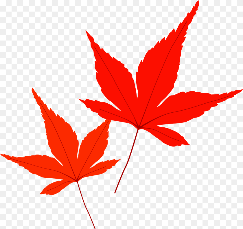 1920x1808 Autumn Maple Leaves Clipart, Leaf, Plant, Tree, Maple Leaf Transparent PNG