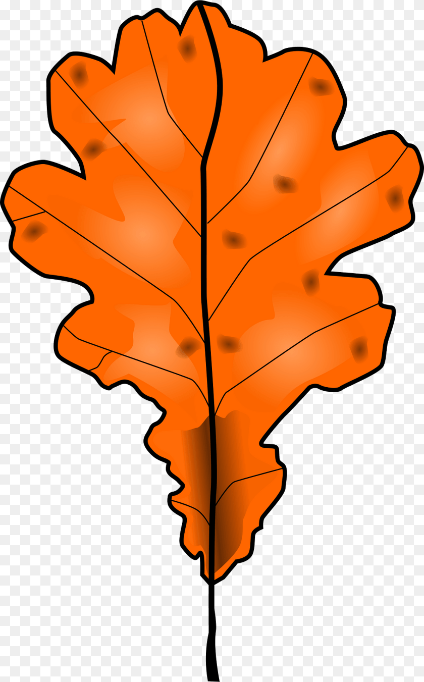 1194x1920 Autumn Oak Leaves Leaf, Plant, Tree, Maple Leaf Clipart PNG