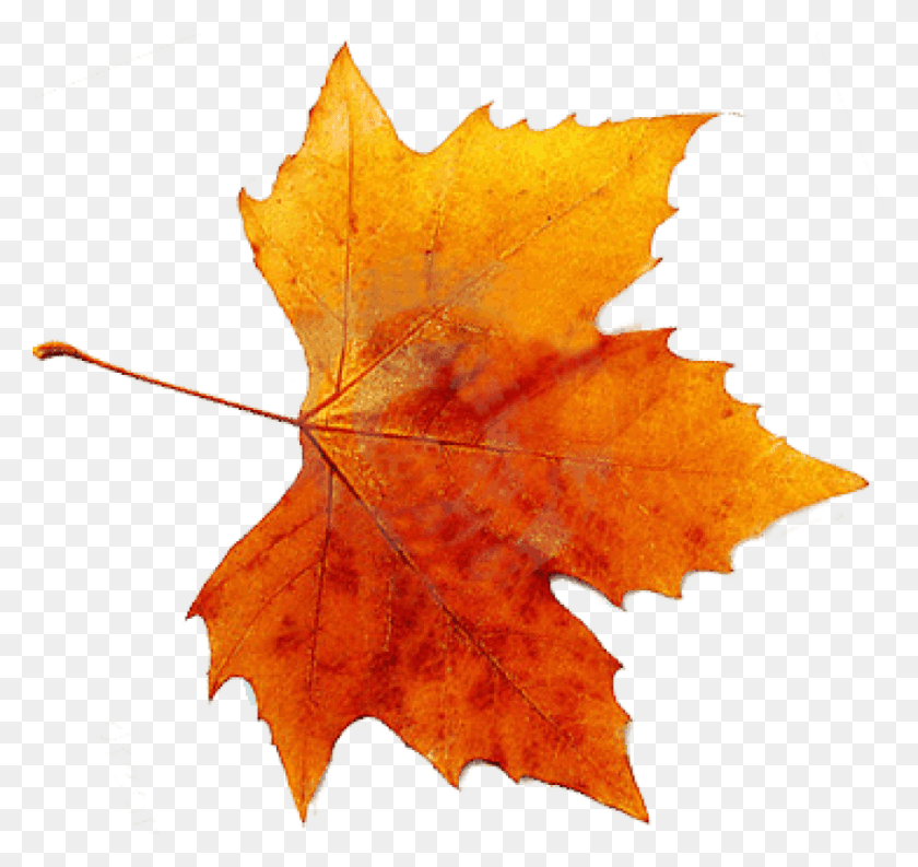 850x799 Осенняя Картина Лист Осень, Растение, Дерево, Клен Hd Png Скачать
