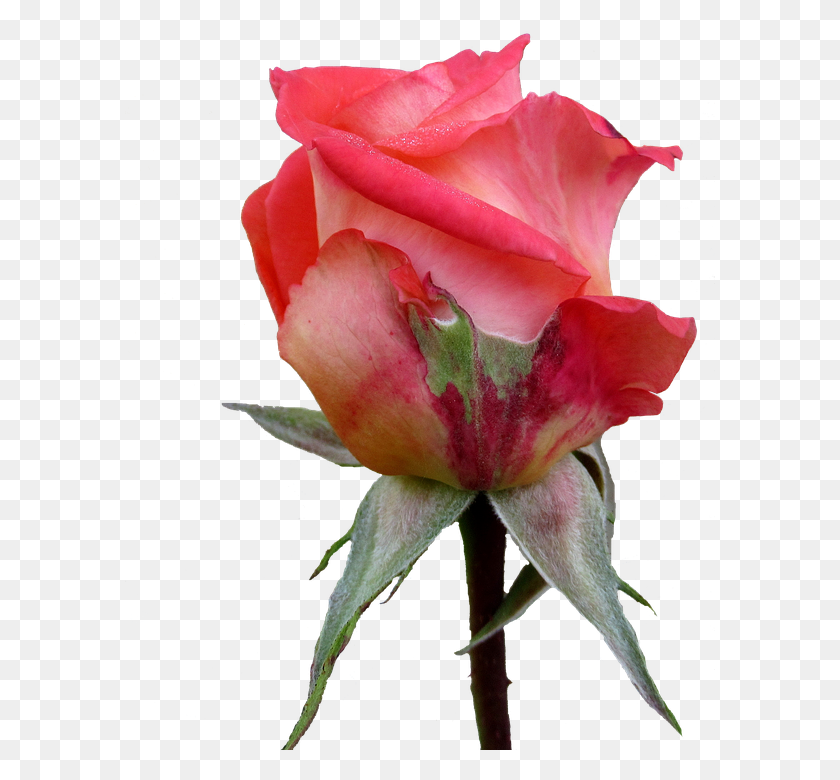 590x720 Осенняя Роза Бутон Садовые Розы, Цветок, Растение, Цветение Hd Png Скачать