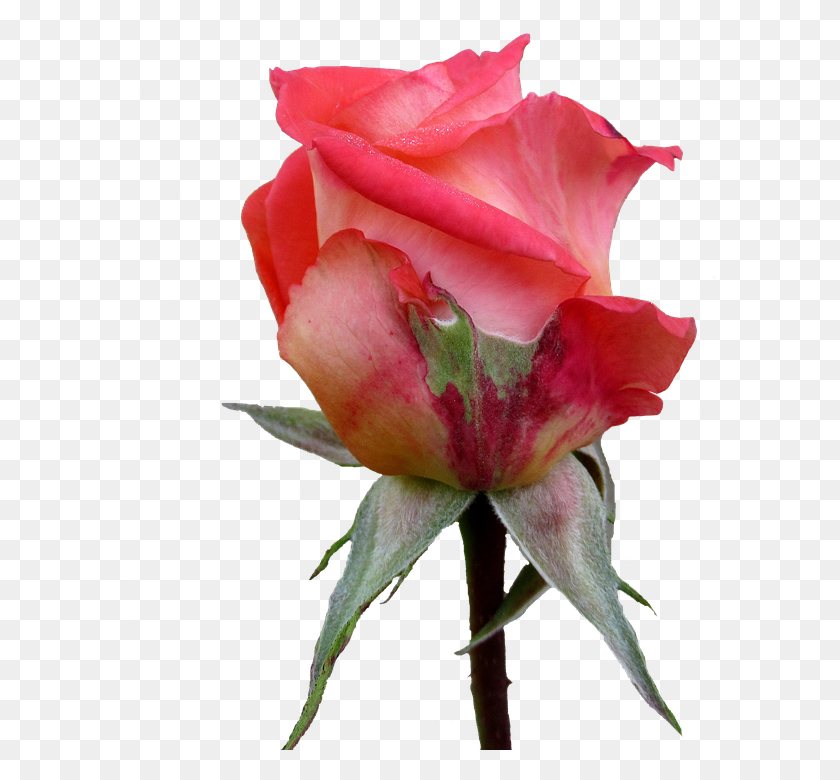 590x720 Autumn Rose Bud Garden Roses, Flower, Plant, Blossom Descargar Hd Png