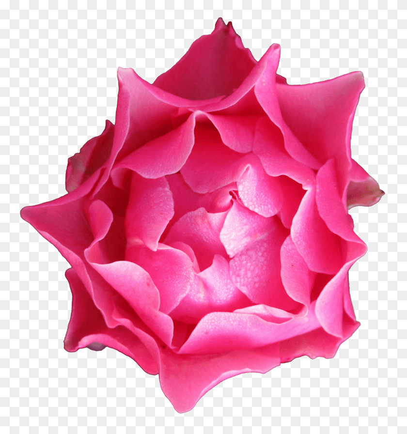 1194x1280 Autumn Rose Petals Rose, Flower, Plant, Blossom HD PNG Download