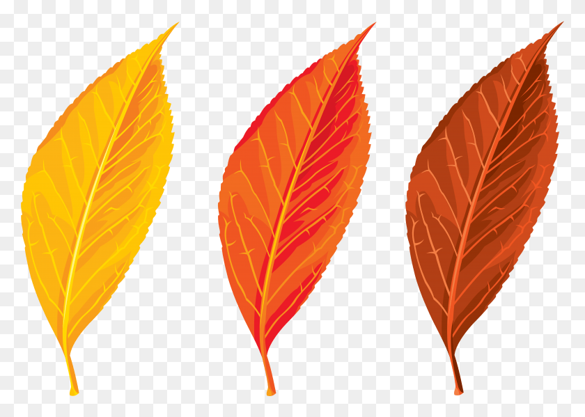 6055x4188 Autumn Spring Winter Seasons Leaf Clip Art Tree Leaves, Plant, Veins, Maple Leaf HD PNG Download