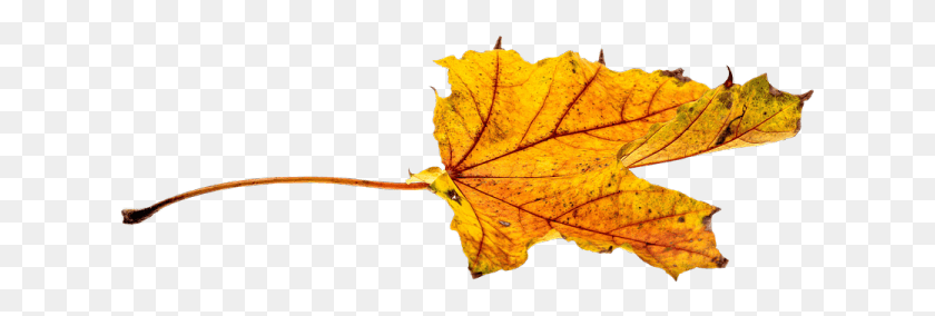 625x224 Осень, Листья, Растения, Дерево Png Скачать