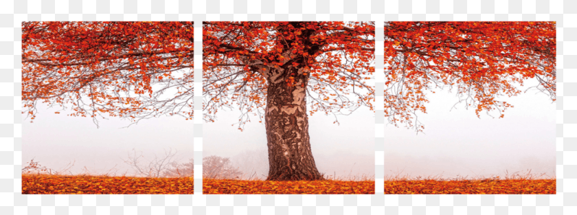946x307 Autumn Tree 3 Piece Wall Decor Autumn, Plant, Tree Trunk, Maple HD PNG Download