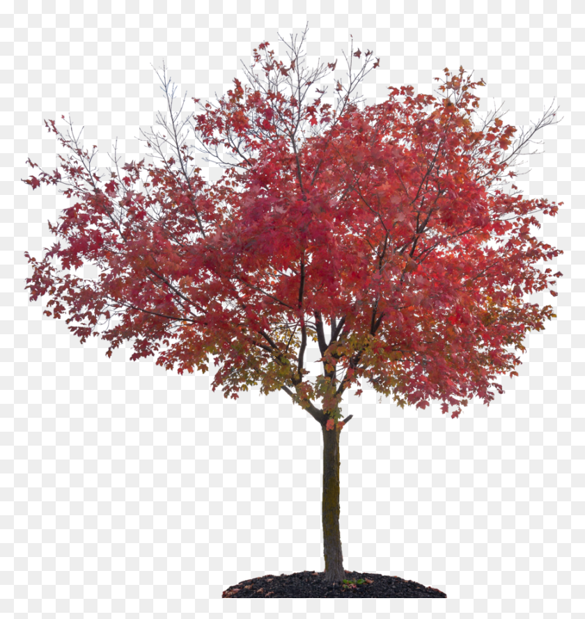 867x922 Осенние Деревья, Дерево, Растение, Клен Hd Png Скачать