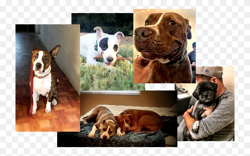 736x466 Available Rescues American Pit Bull Terrier, Person, Human, Dog HD PNG Download