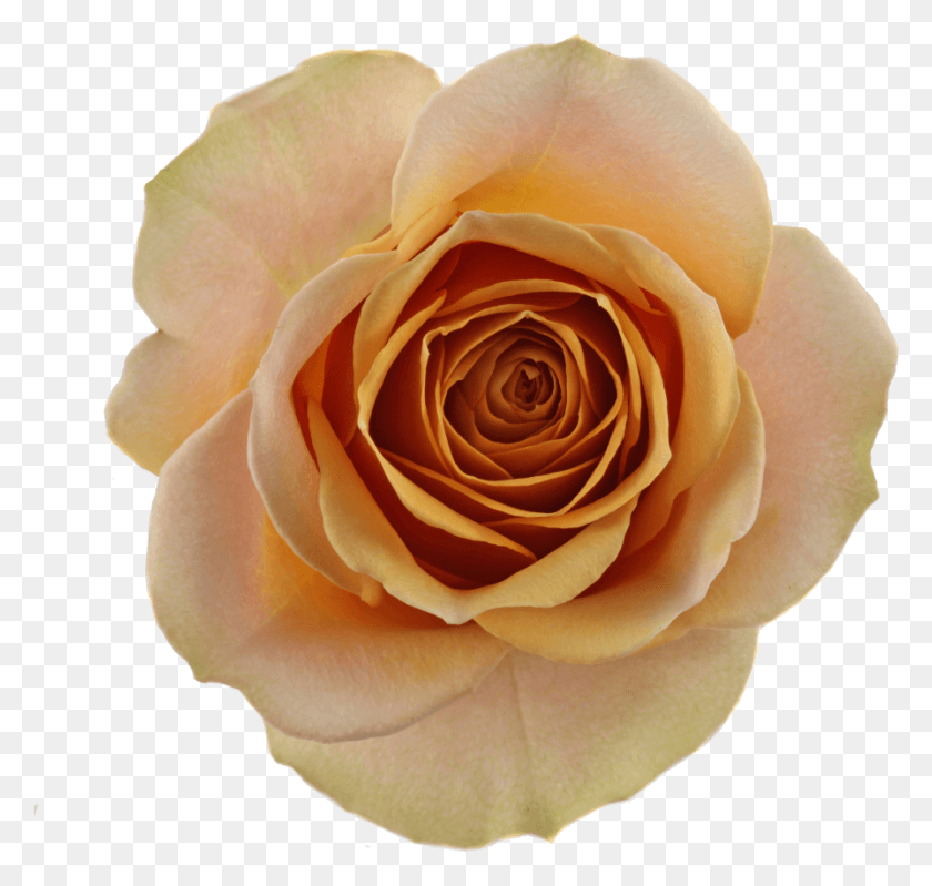 895x848 Доступный Размер Стебля Золотая Горчичная Роза, Цветок, Растение, Цветение Hd Png Скачать