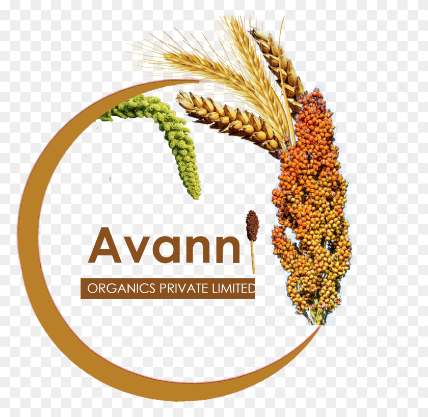 1616x1571 Avanni As An Enterprise With A Moto That Operates As Illustration, Plant, Produce, Food HD PNG Download