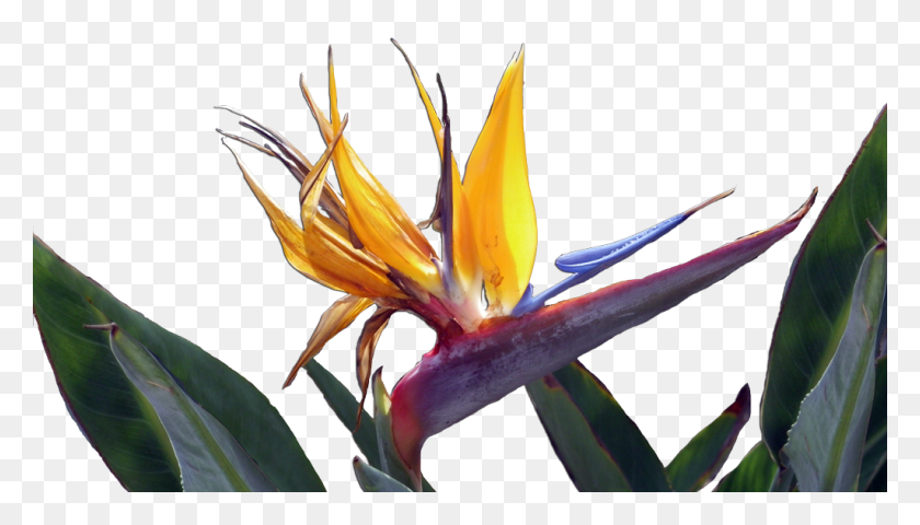 1024x552 Аве Дель Параисо Райская Птица, Растение, Цветок, Цветение Hd Png Скачать